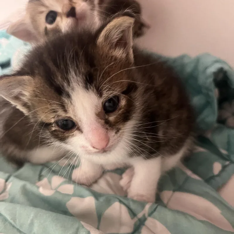 A baby small-sized male Brown / Chocolate Domestic Short Hair cat named Meowbappe for adoption in Valdosta , GA