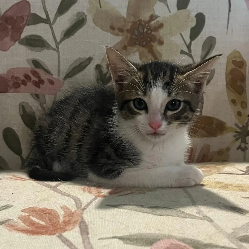 Meowbappe thumbnail 2