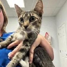 A young medium-sized female Gray / Blue / Silver American Shorthair cat named Duchess for adoption in Dickinson, TX