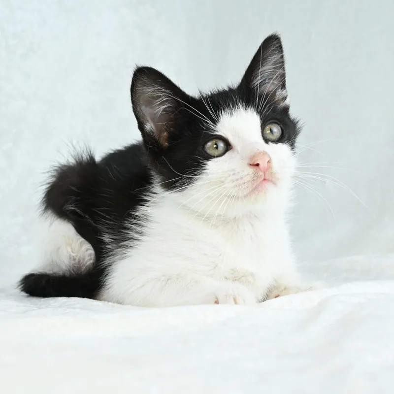 A baby small-sized male Black Domestic Medium Hair cat named Ember for adoption in Mobile, AL