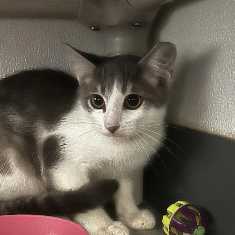 A baby small-sized male Gray / Blue / Silver Domestic Short Hair cat named Walter Croncat for adoption in Brighton, MO
