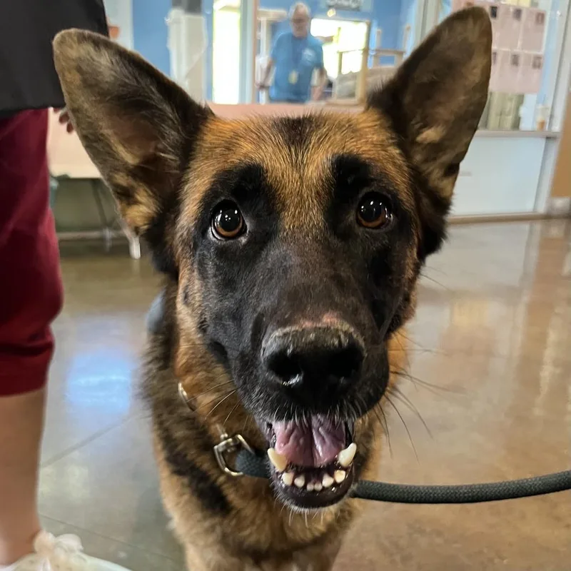 An adult large-sized female German Shepherd Dog dog named Serena for adoption in Palm Springs, CA