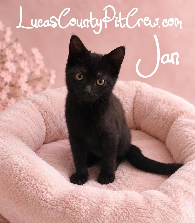 A baby medium-sized female Black American Shorthair cat named Jan for adoption in Toledo, OH