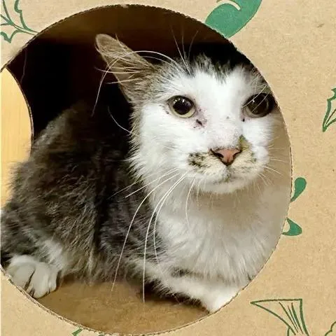 A young medium-sized male Domestic Medium Hair cat named Mac for adoption in Saint Louis, MO