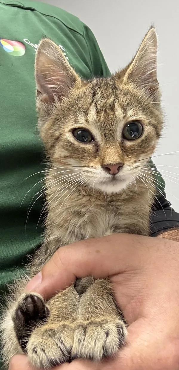 A baby small-sized male Domestic Short Hair cat named Ginger for adoption in Lawrenceville, GA