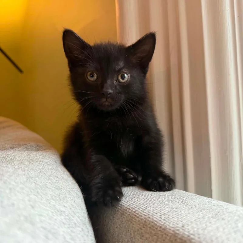 A baby small-sized male Black Domestic Short Hair cat named Raven for adoption in DeKalb, IL