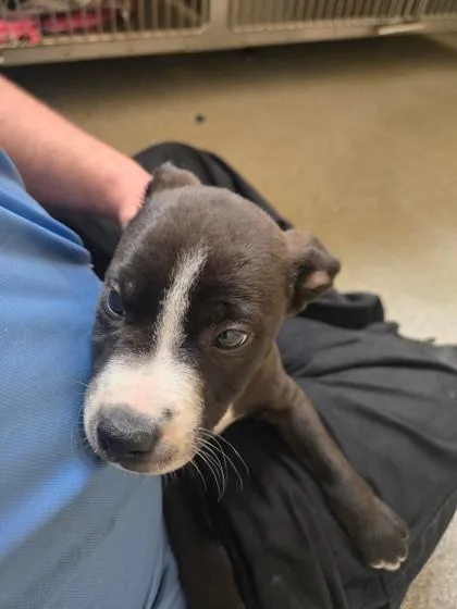 Will.i.am thumbnail 2