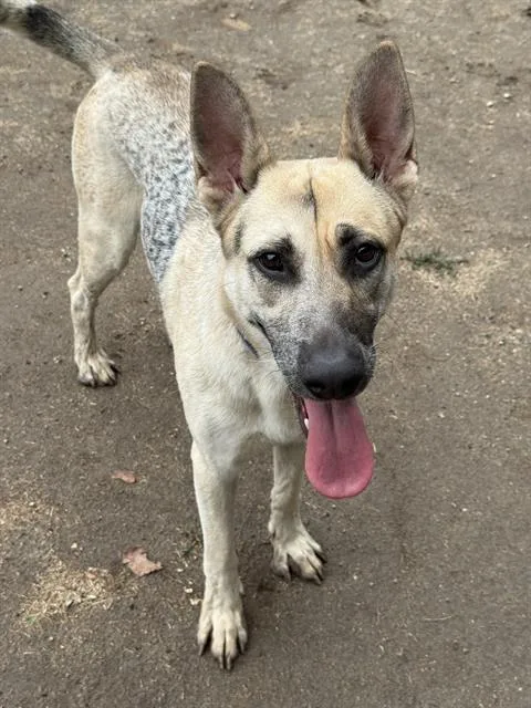 A young small-sized male Shepherd dog named Homer for adoption in Riverside, CA