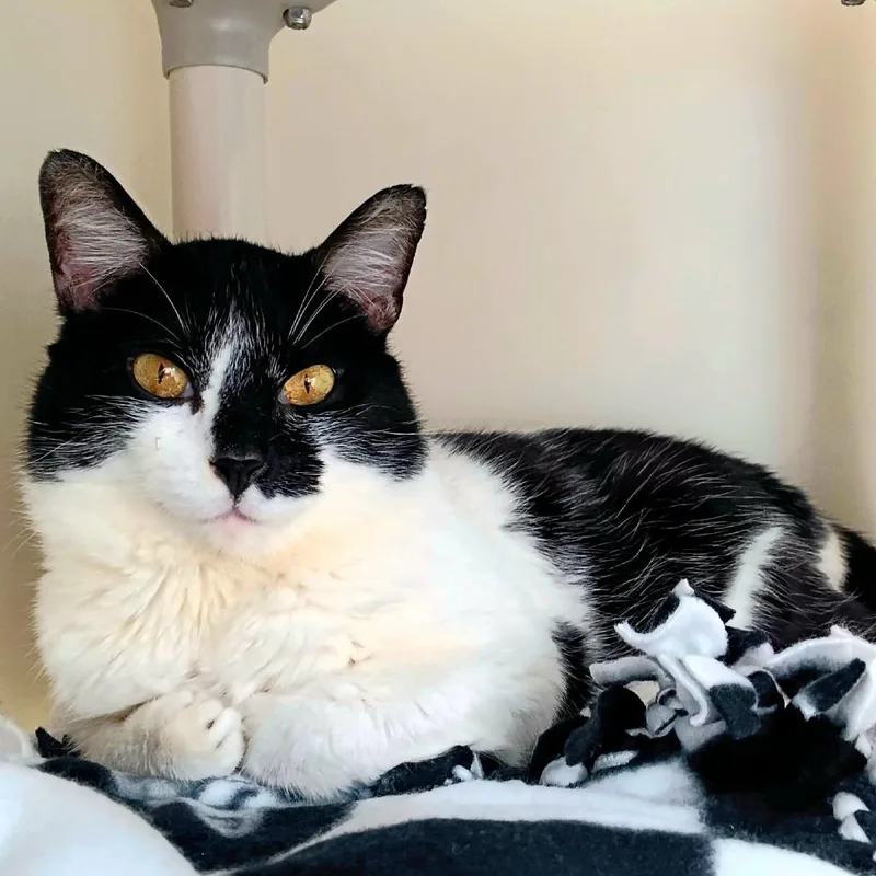 Tomas