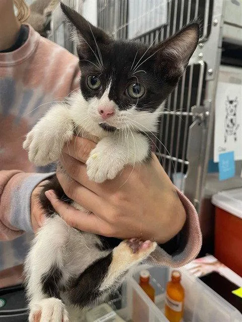 A baby small-sized female Black & White / Tuxedo Domestic Short Hair cat named Hairtie for adoption in Tavares, FL