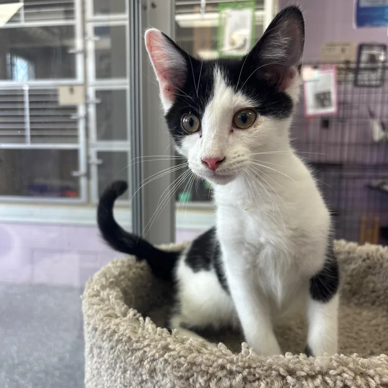 A baby small-sized male Black Domestic Short Hair cat named Cowboy for adoption in Marshalltown, IA