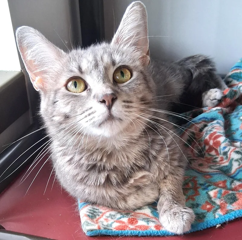 An adult medium-sized female Gray & White Domestic Short Hair cat named Dove for adoption in Belmont, NY