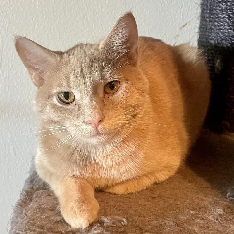 An adult medium-sized male Buff / Tan / Fawn Domestic Short Hair cat named Taka for adoption in Washington Township, OH