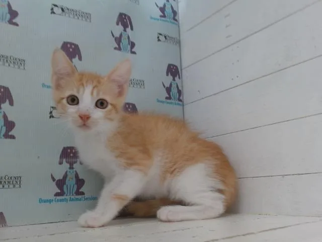 A baby small-sized male Domestic Short Hair cat named Sonic for adoption in Orlando, FL