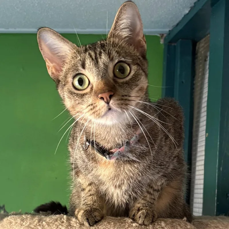 An adult medium-sized female Domestic Short Hair cat named Navee for adoption in Leander, TX