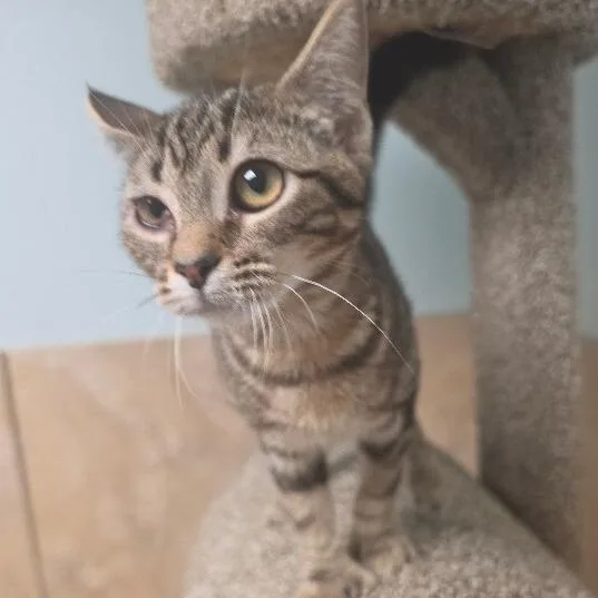 A baby small-sized female Brown / Chocolate Domestic Short Hair cat named Buttons for adoption in Hattiesburg, MS