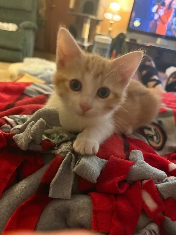 A young small-sized male Domestic Medium Hair cat named Cinnamon for adoption in Yankton, SD