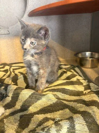 A baby small-sized female Domestic Short Hair cat named Saturn for adoption in Washington, DC