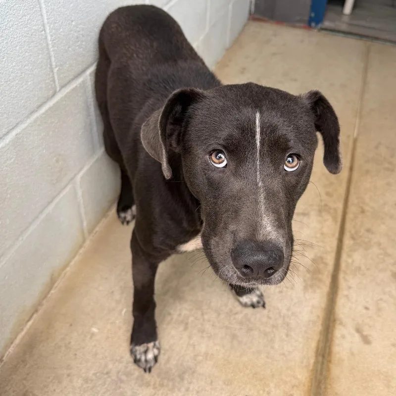 An adult medium-sized male Black Mixed Breed dog named Davy for adoption in Denison, TX