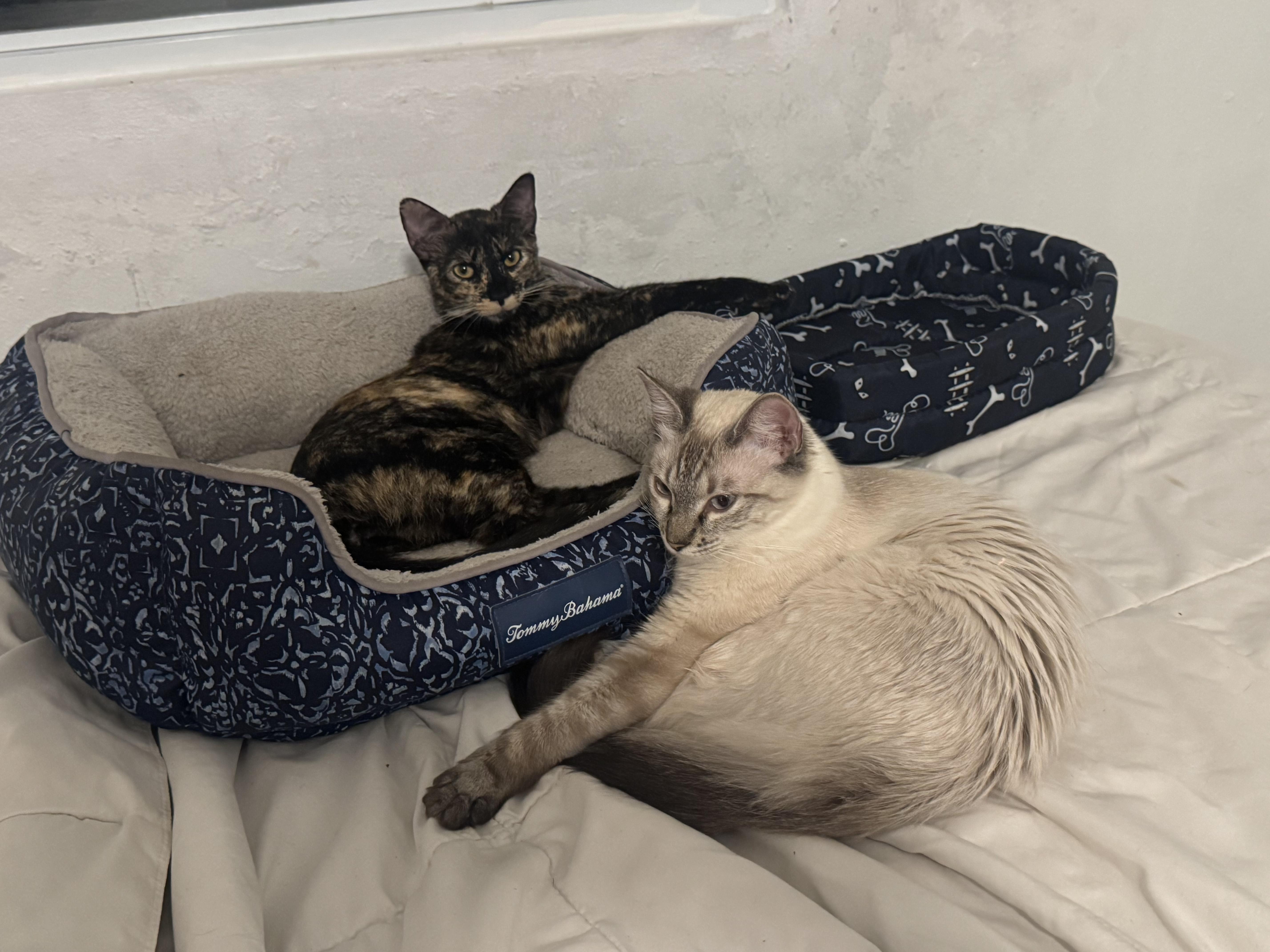 Nala & Odie thumbnail 2