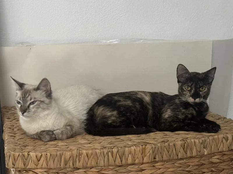 Nala & Odie thumbnail 3