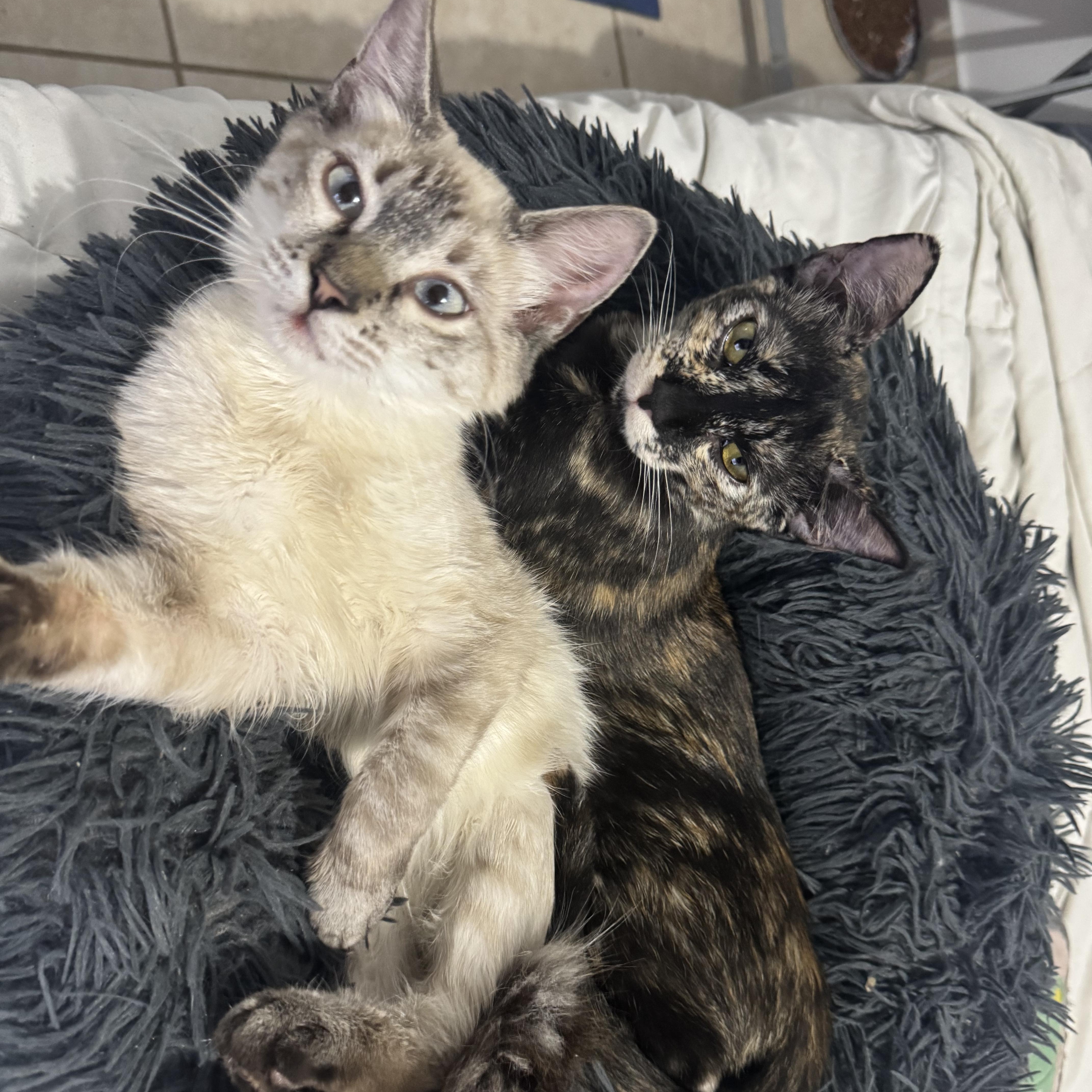 Nala & Odie thumbnail 4
