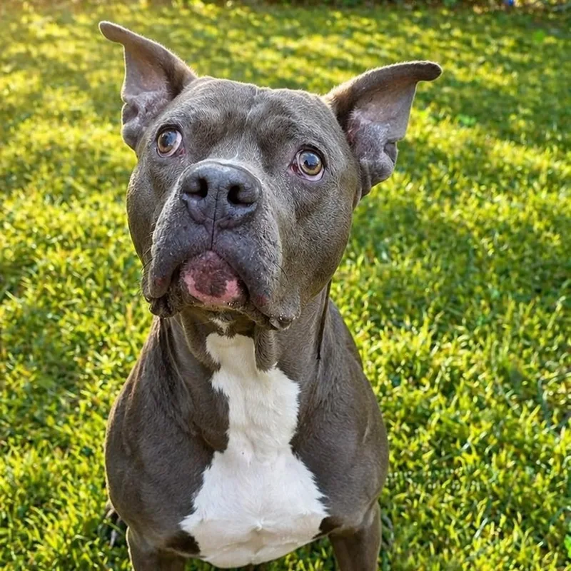 An adult large-sized male Gray / Blue / Silver Pit Bull Terrier dog named Marty "the Hammerhead" Feldman for adoption in Smithtown, NY