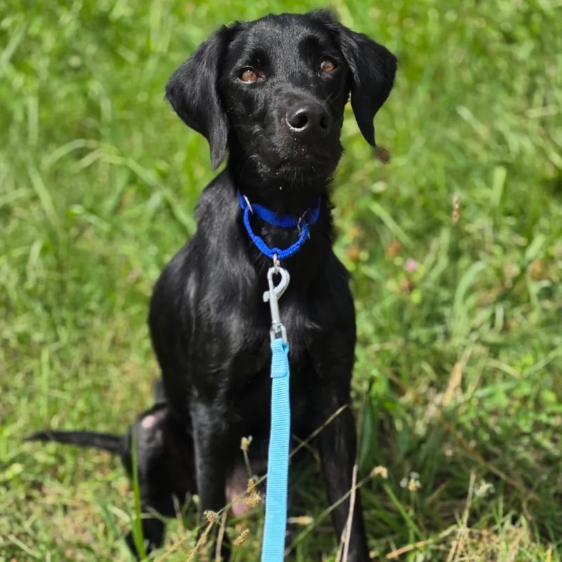 A young medium-sized female Black Labrador Retriever dog named Gabrielle for adoption in Jefferson city, TN