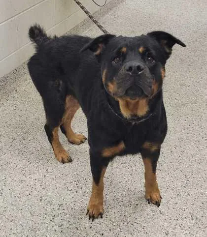 An adult extra large-sized female Black Rottweiler dog named Octavia for adoption in Kansas City, MO