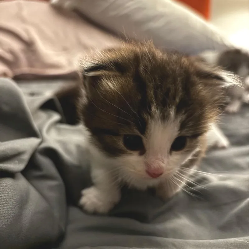 A baby small-sized male Black Domestic Short Hair cat named Biscotti for adoption in Chapel Hill, NC