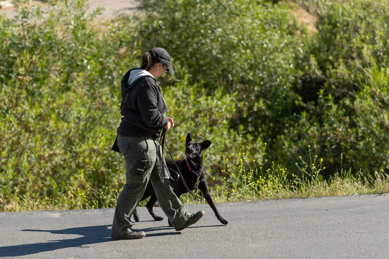 An adult medium-sized female Black Mixed Breed dog named Shadowfox for adoption in Santa Paula, CA