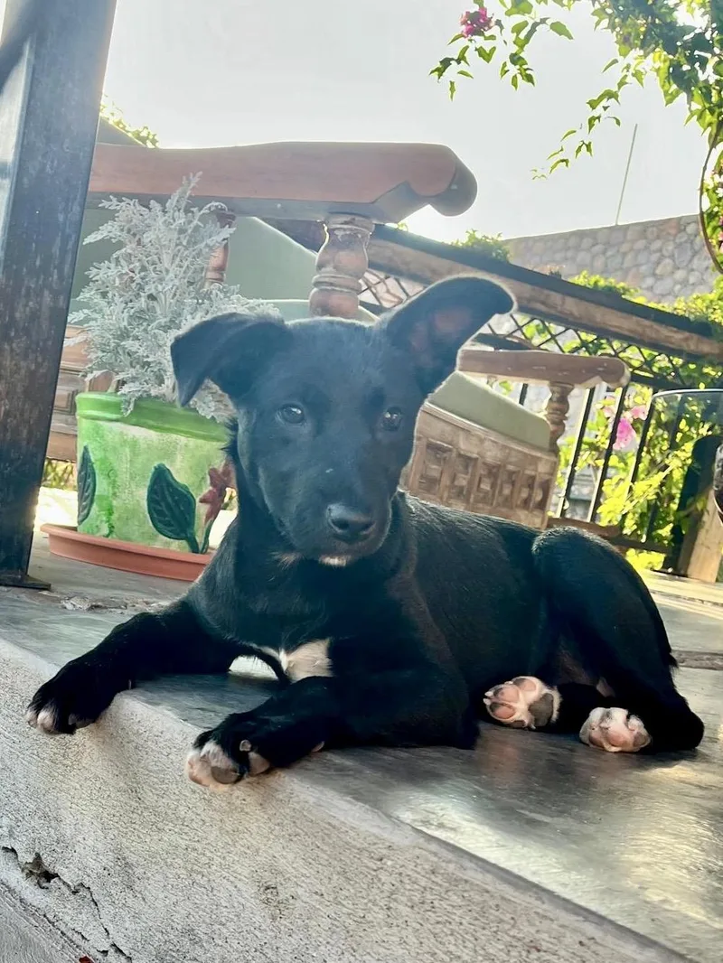 A baby small-sized female Black Australian Shepherd dog named Tiny for adoption in Austin, TX