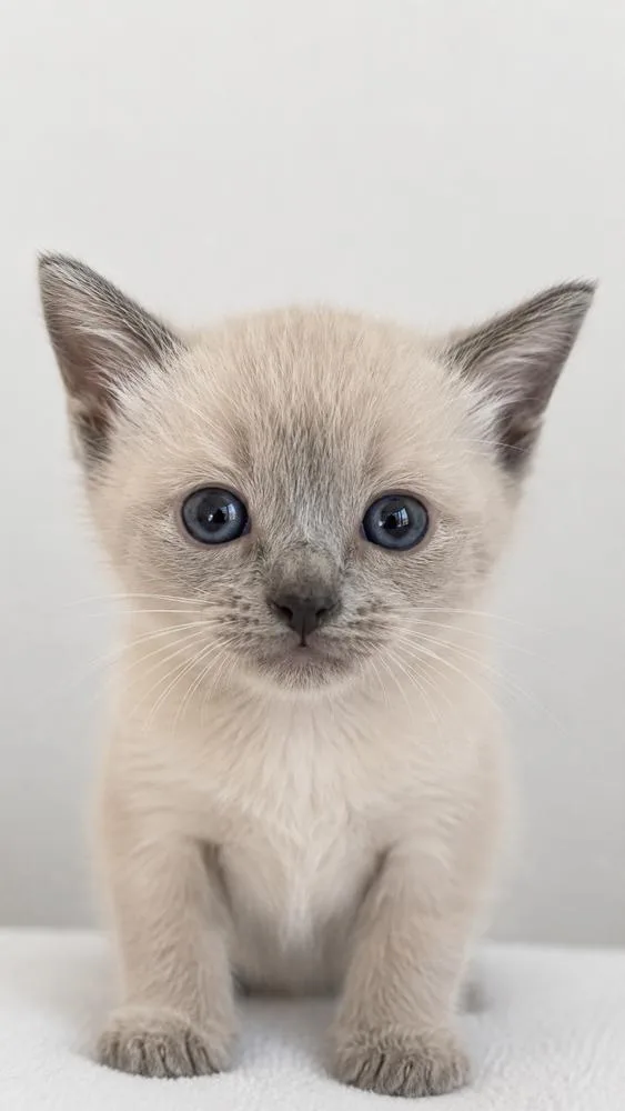 A baby small-sized male Siamese cat named Twizzler for adoption in Calimesa, CA