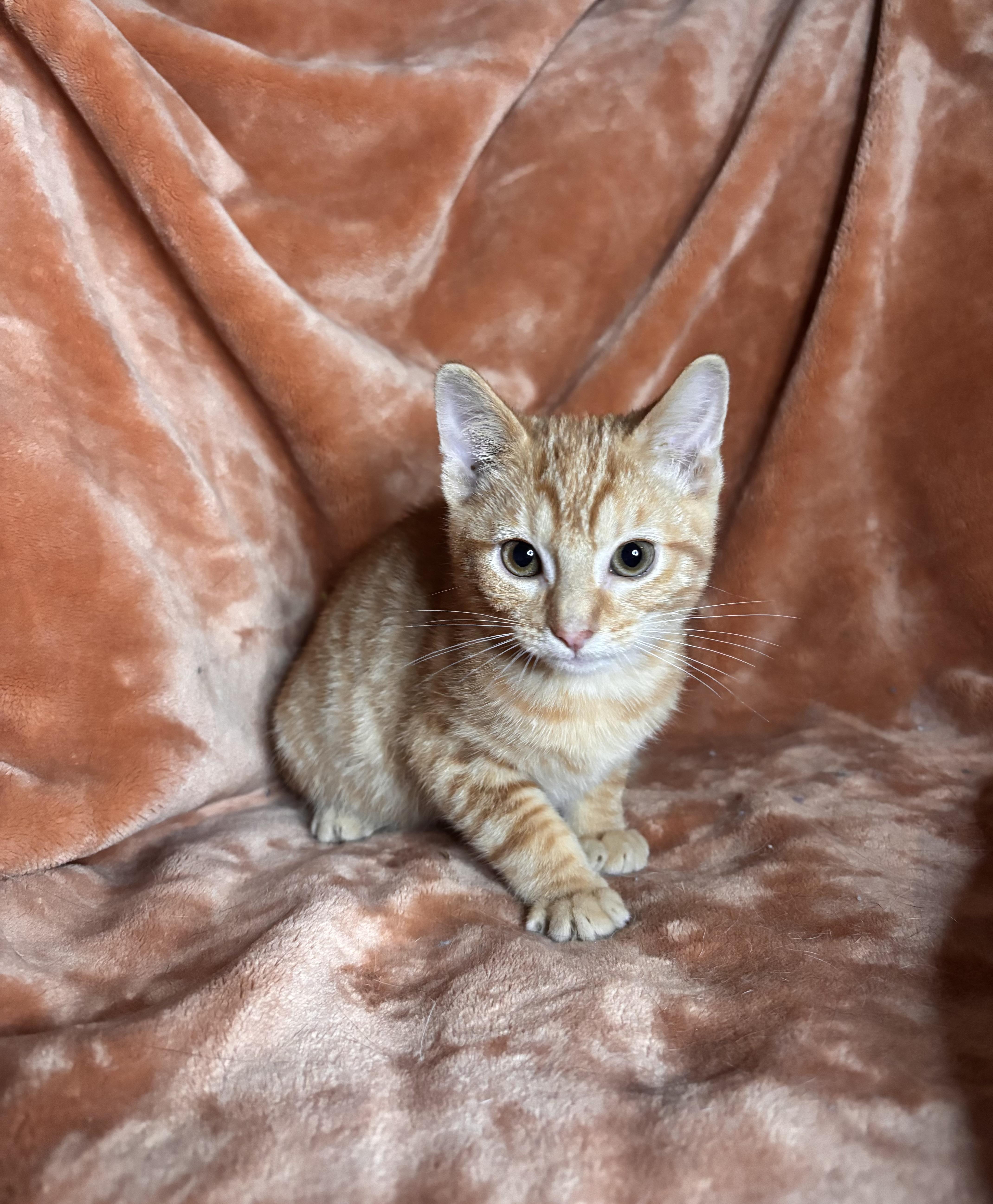 A baby medium-sized male Orange / Red Domestic Short Hair cat named Critter for adoption in Woodlawn, TN