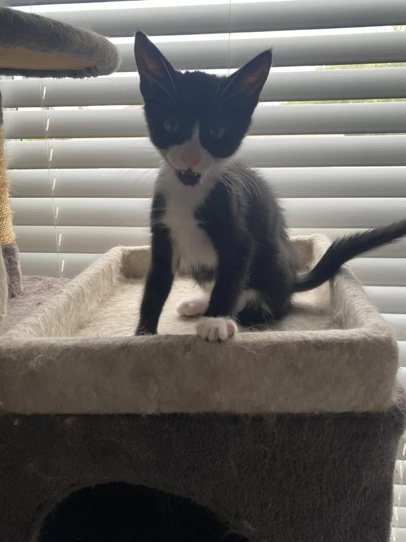 A baby medium-sized female Black & White / Tuxedo Domestic Short Hair cat named Magpie for adoption in Orlando, FL