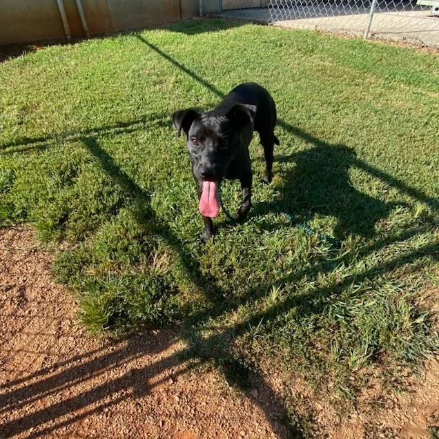 An adult medium-sized female Black Mixed Breed dog named Lively for adoption in Greenville, SC