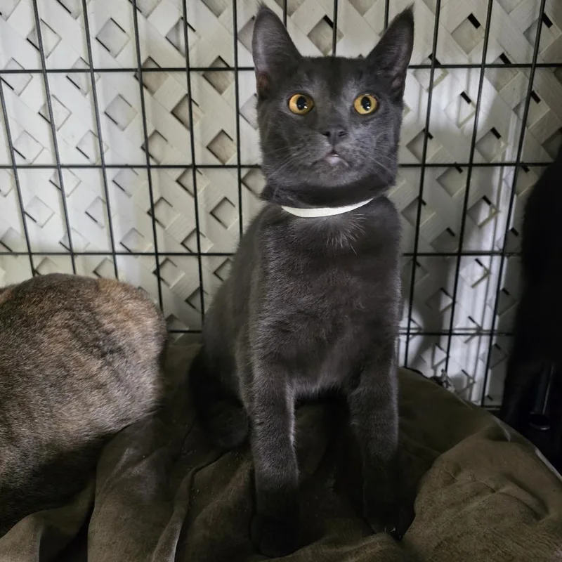 A young small-sized male Gray / Blue / Silver Domestic Short Hair cat named Littlefoot for adoption in Long Beach, CA