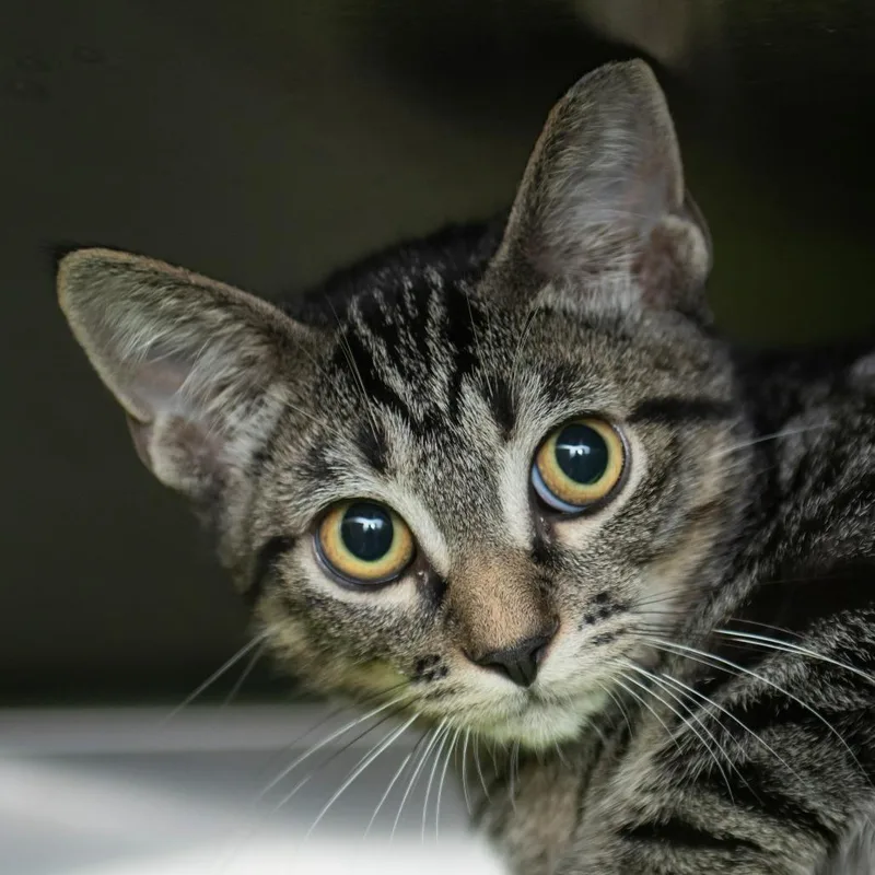 A baby small-sized female Brown / Chocolate Domestic Short Hair cat named Holly for adoption in Middletown, RI