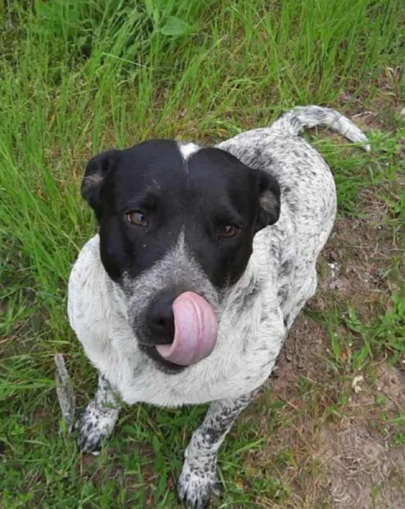 An adult medium-sized female Tricolor (Brown, Black, & White) Australian Cattle Dog / Blue Heeler dog named Dottie for adoption in Point, TX