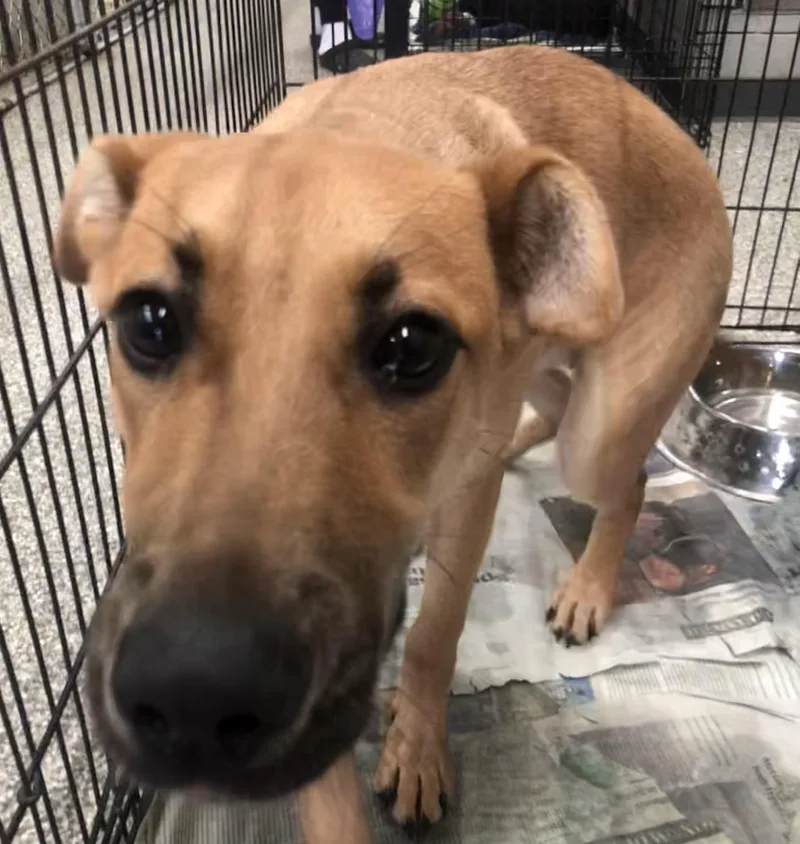 A young medium-sized female Brown / Chocolate Mixed Breed dog named Donut for adoption in Parma, OH