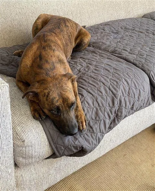 Lucy Sonora thumbnail 2