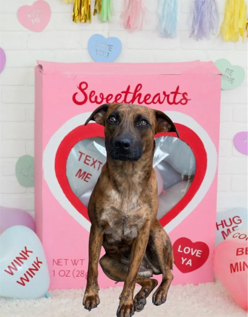 Lucy Sonora thumbnail 5