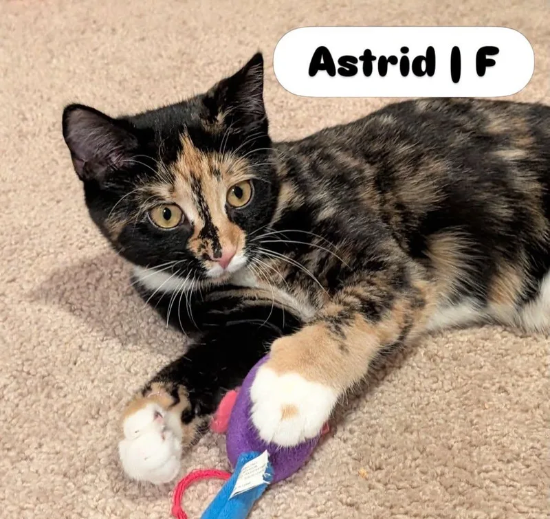 A young medium-sized female Tortoiseshell cat named Astrid for adoption in McDonald, PA