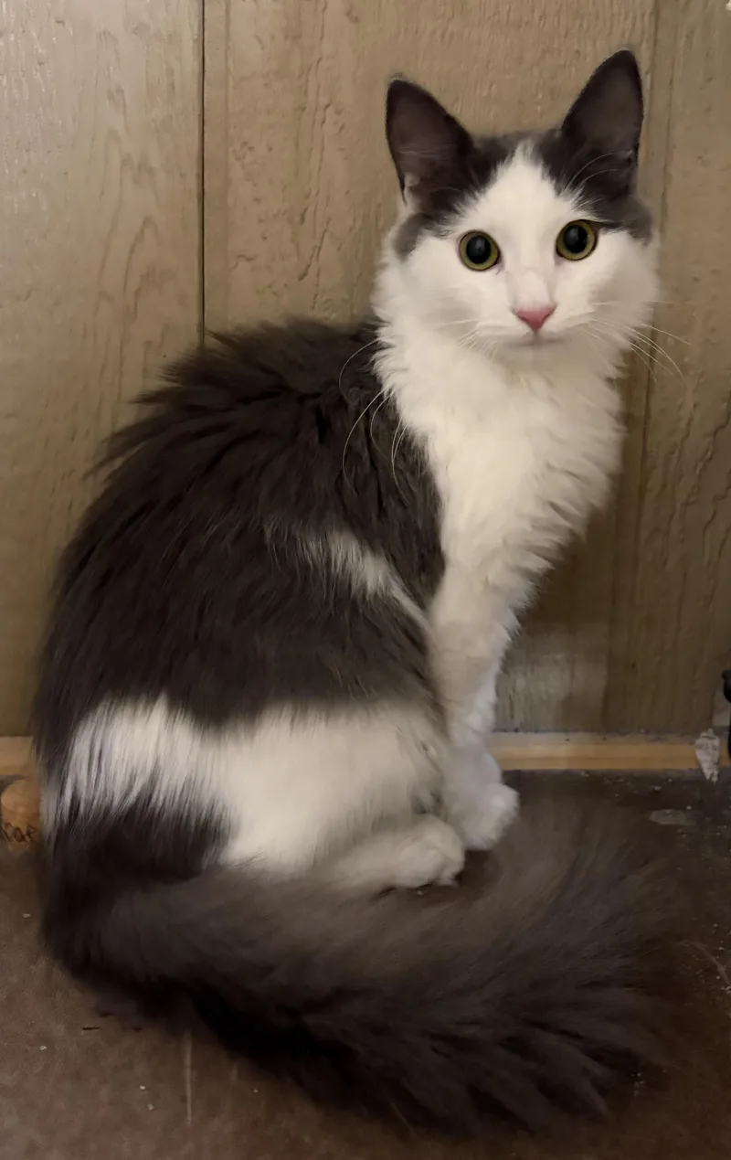 A young medium-sized male Domestic Short Hair cat named Buzz for adoption in Mechanicsburg, PA