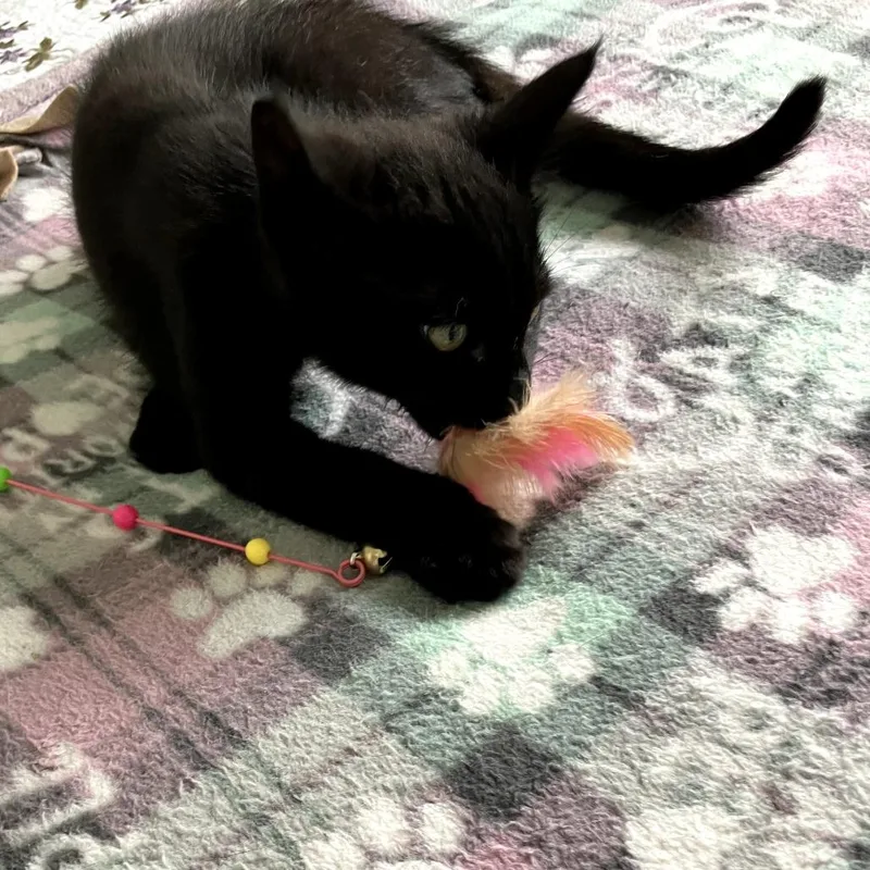 A baby small-sized male Black Domestic Short Hair cat named Spooky for adoption in Coos Bay, OR