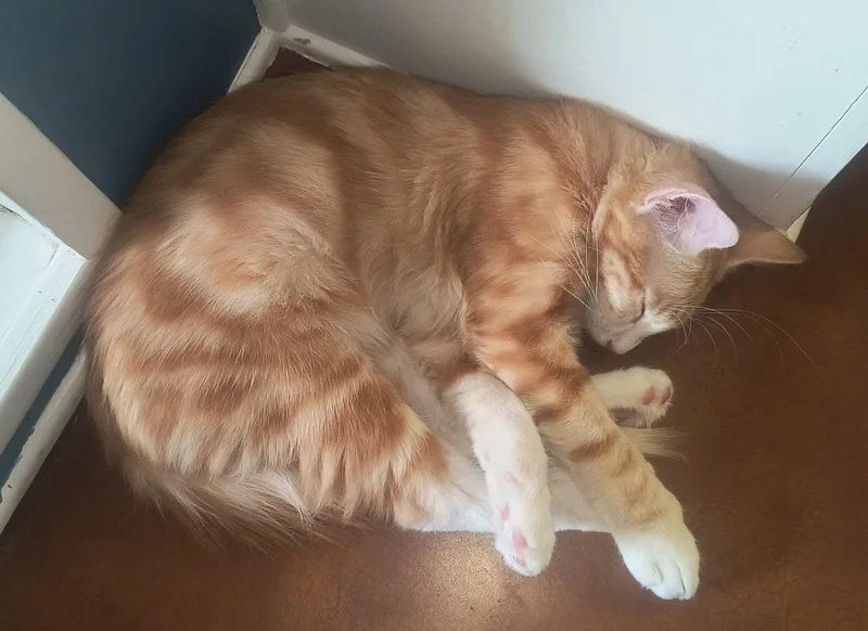 A baby small-sized male Domestic Medium Hair cat named Orange Julius for adoption in Chandler, AZ