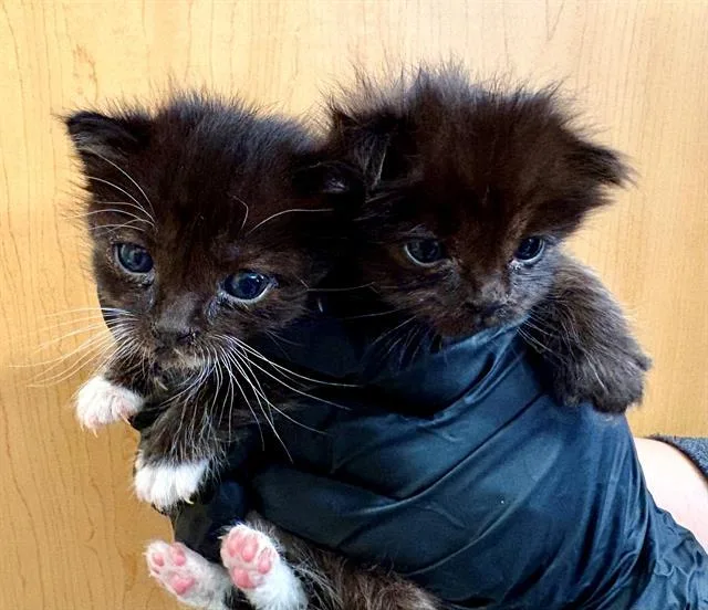 A baby small-sized male Domestic Short Hair cat named Luke for adoption in Tustin, CA