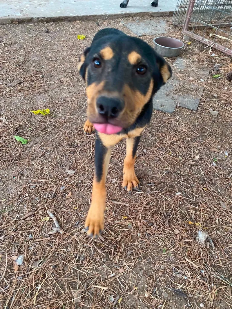 A baby medium-sized male Bicolor Terrier dog named Happy for adoption in Uxbridge, MA