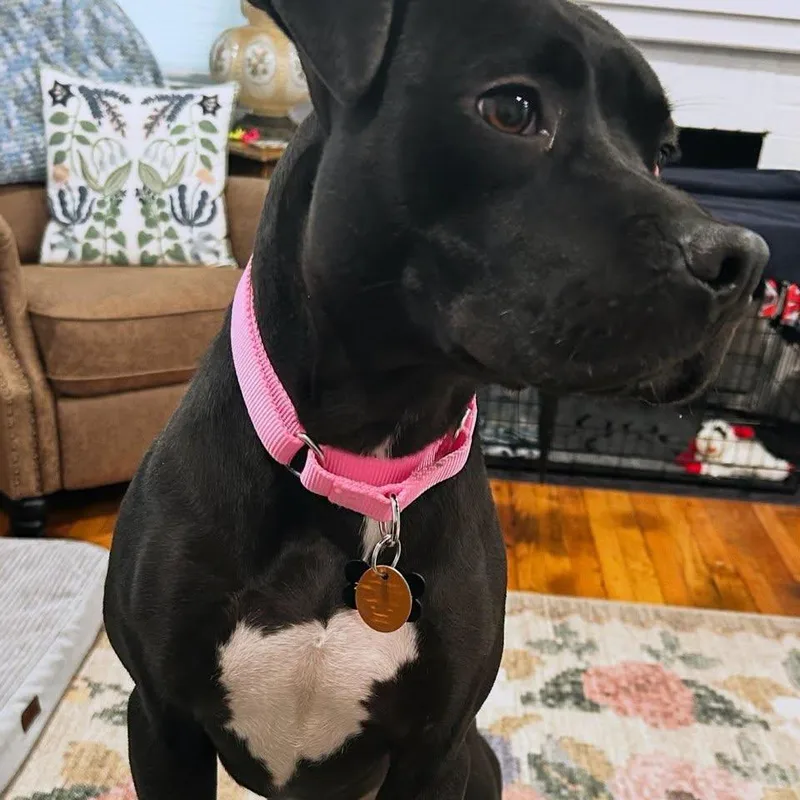 A young medium-sized female Mixed Breed dog named Nutella for adoption in Shelburne, VT