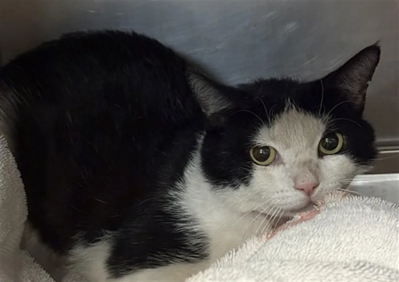An adult medium-sized male Domestic Short Hair cat named Chuey for adoption in Chatsworth, CA